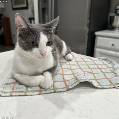 Bath Mat (Silver)